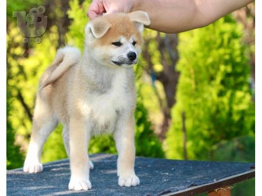 Akita Inu